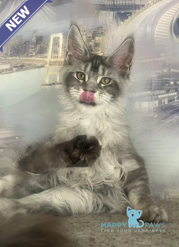Wine Lady Maine Coon female black silver with white ticked tabby live animals