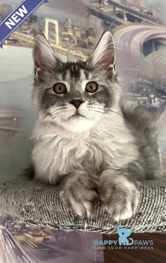 Wine Lady Maine Coon female black silver with white ticked tabby live animals