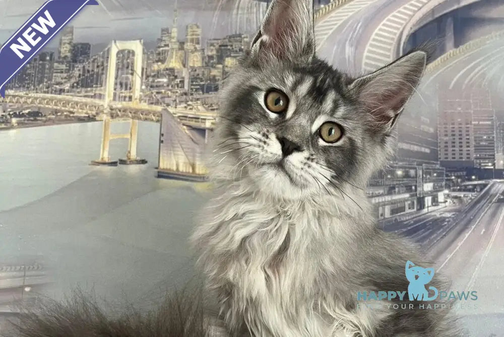 Wine Lady Maine Coon female black silver with white ticked tabby live animals