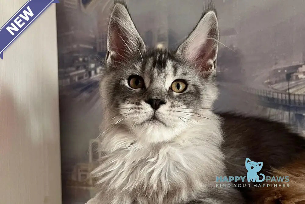 Wine Lady Maine Coon female black silver with white ticked tabby live animals