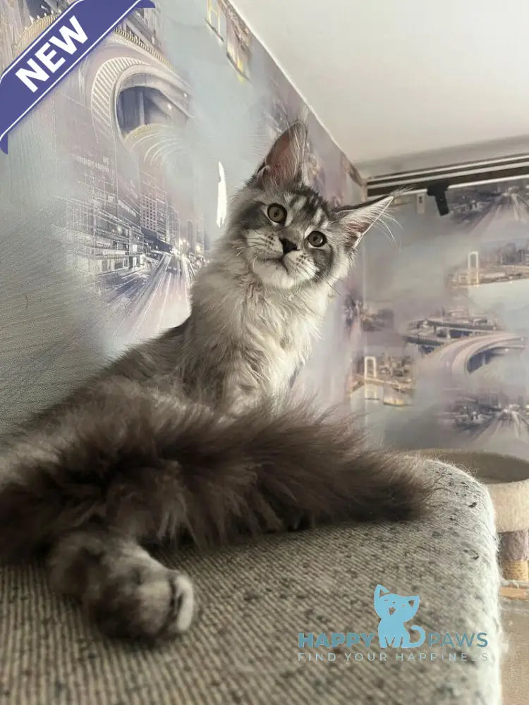 Wine Lady Maine Coon female black silver with white ticked tabby live animals