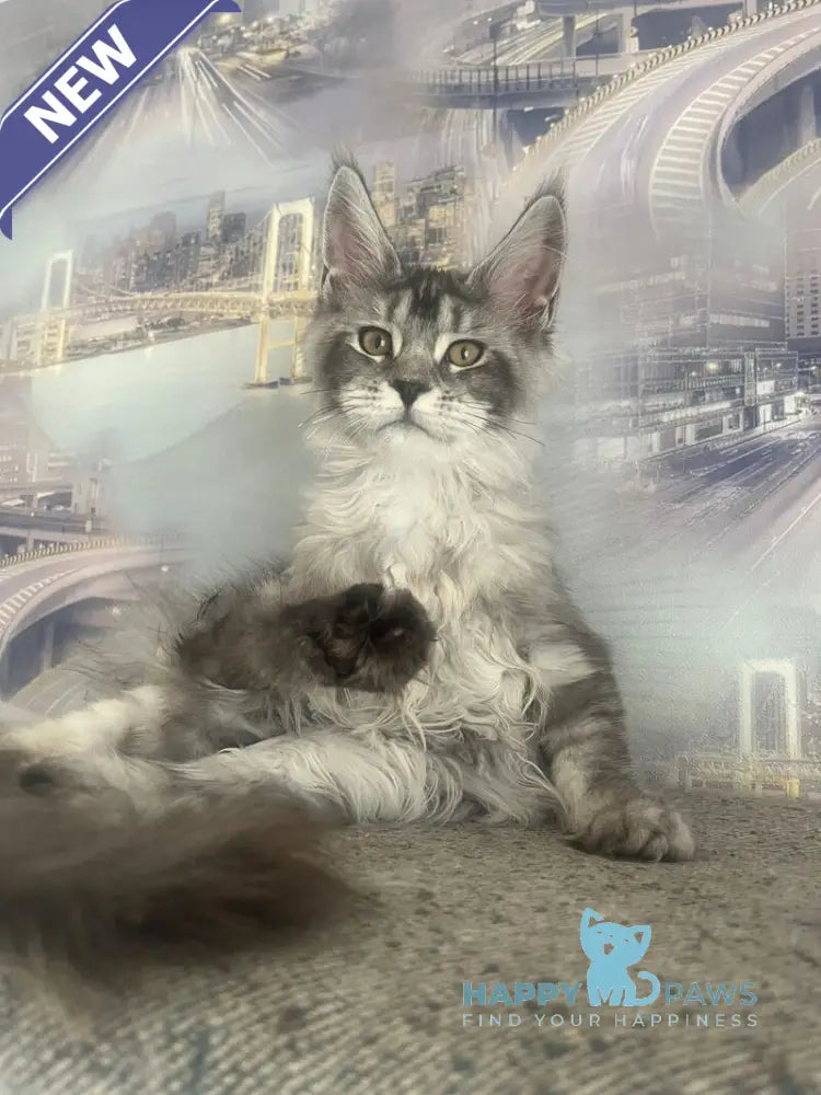 Wine Lady Maine Coon female black silver with white ticked tabby live animals