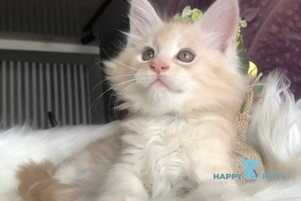 Wings Maine Coon male cream silver - live animals