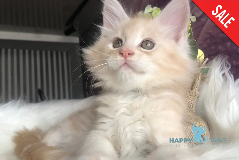 Wings Maine Coon male cream silver - live animals
