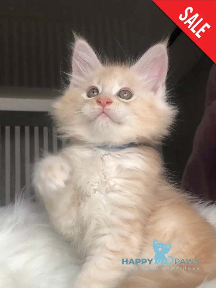 Wings Maine Coon male cream silver - live animals