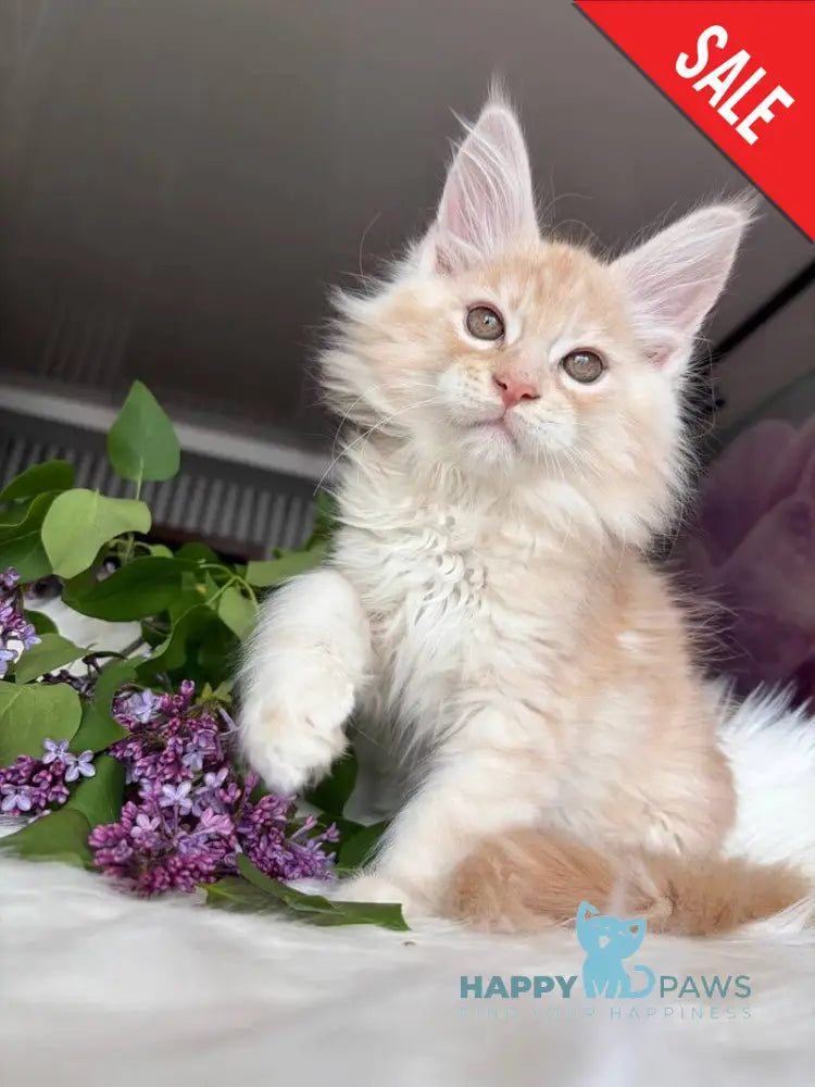 Wings Maine Coon male cream tabby - live animals