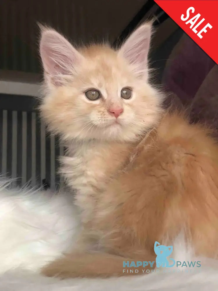 Wings Maine Coon male cream silver - live animals
