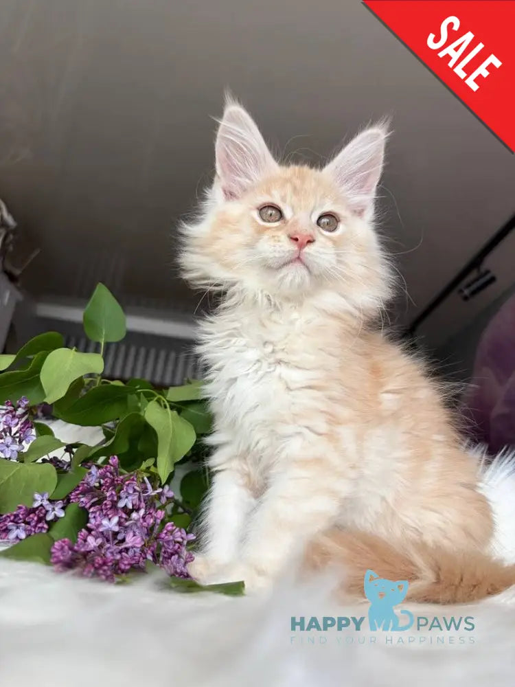 Wings Maine Coon male cream tabby - live animals