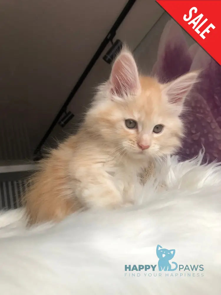 Wings Maine Coon male cream silver - live animals