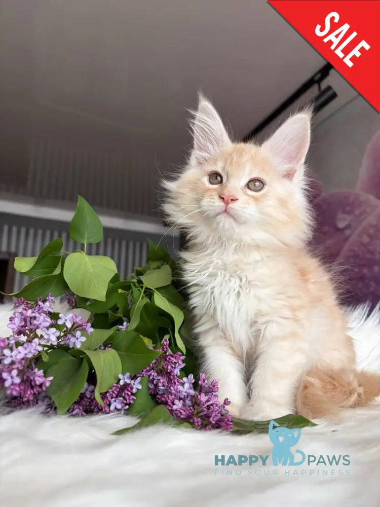 Wings Maine Coon male cream tabby - live animals