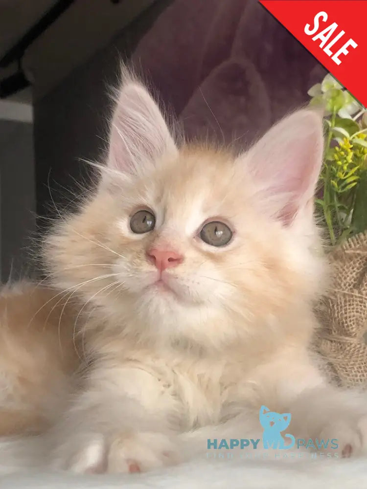 Wings Maine Coon male cream silver - live animals