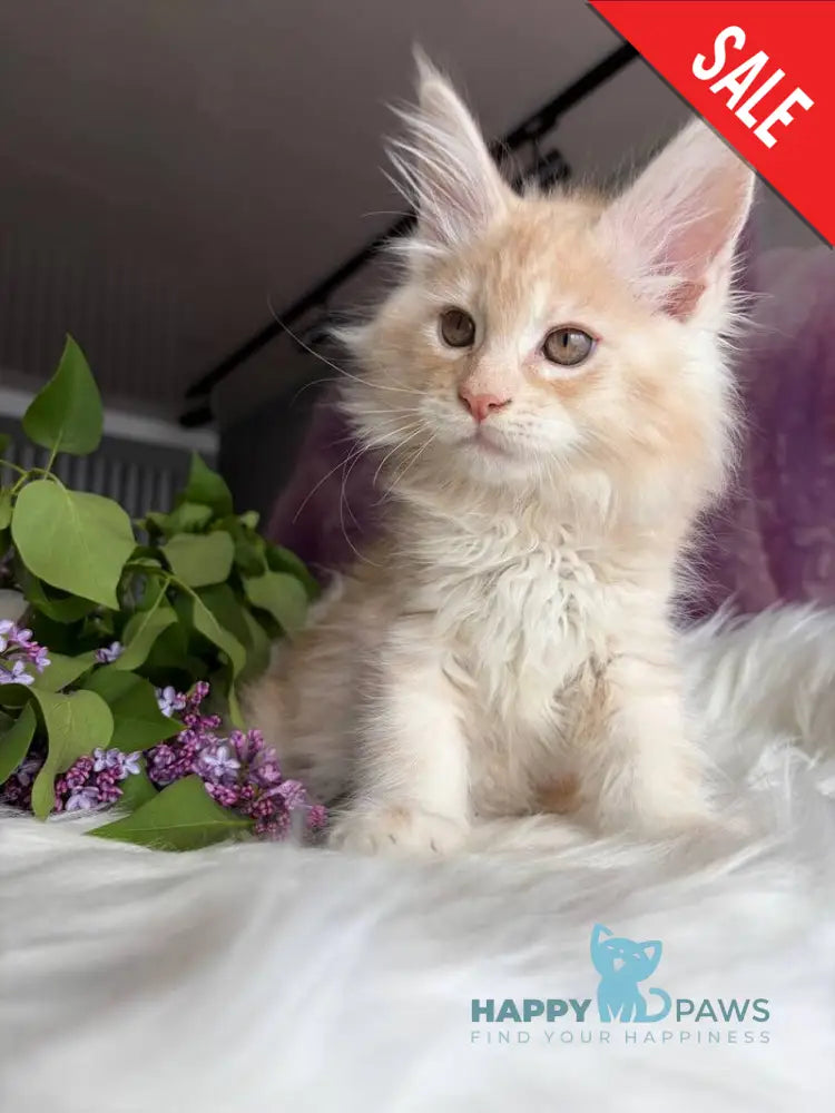 Wings Maine Coon male cream tabby - live animals