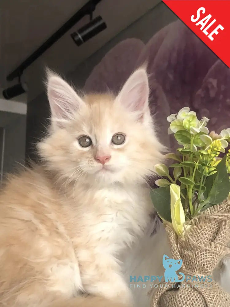 Wings Maine Coon male cream silver - live animals