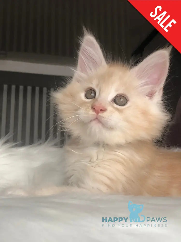 Wings Maine Coon male cream silver - live animals