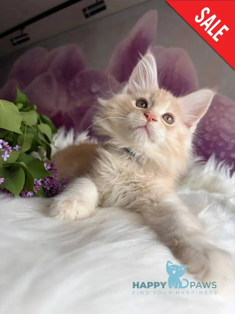 Wings Maine Coon male cream tabby - live animals