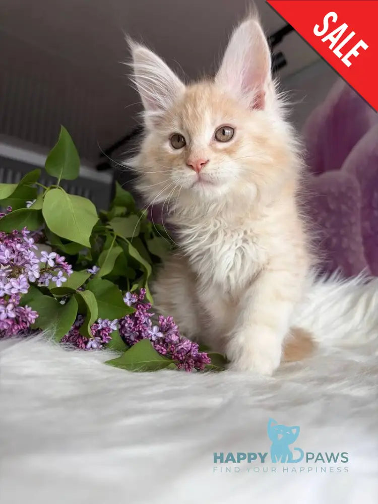 Wings Maine Coon male cream tabby - live animals
