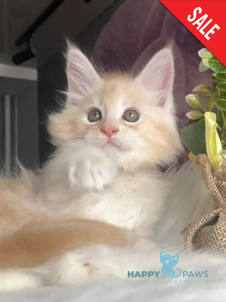 Wings Maine Coon male cream silver - live animals