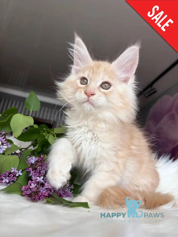 Wings Maine Coon male cream tabby - live animals