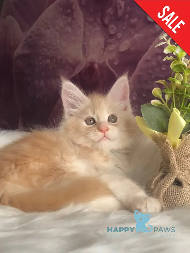 Wings Maine Coon male cream silver - live animals