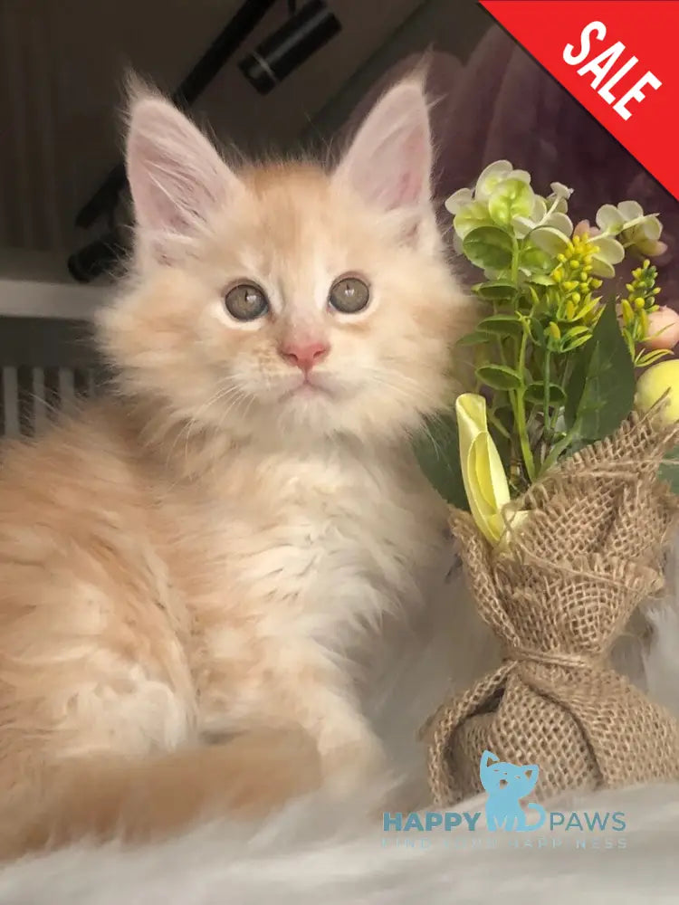 Wings Maine Coon male cream silver - live animals