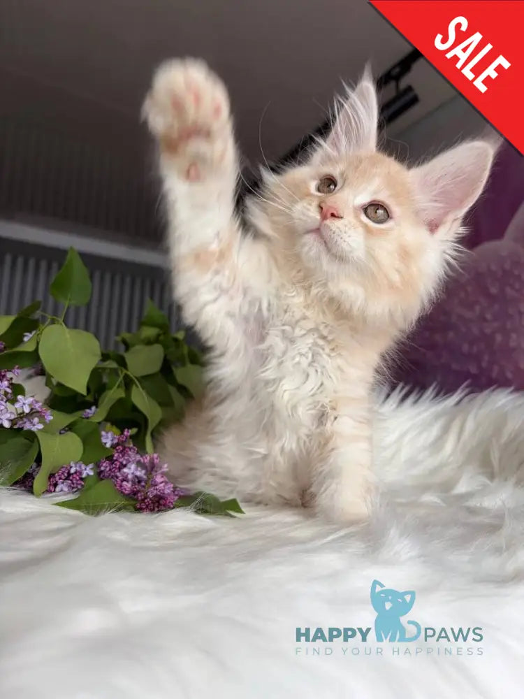 Wings Maine Coon male cream tabby - live animals