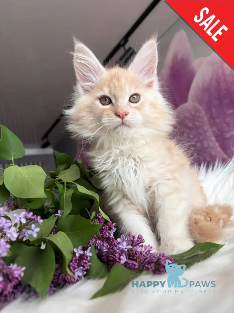 Wings Maine Coon male cream tabby - live animals