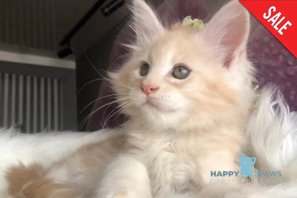 Wings Maine Coon male cream silver - live animals