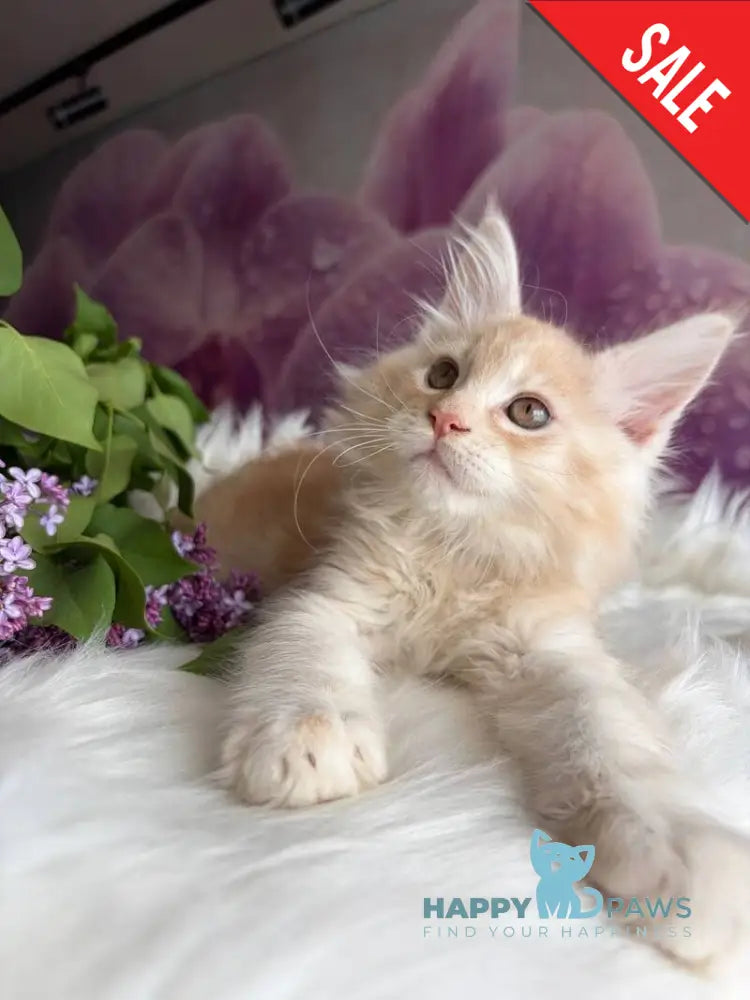 Wings Maine Coon male cream tabby - live animals