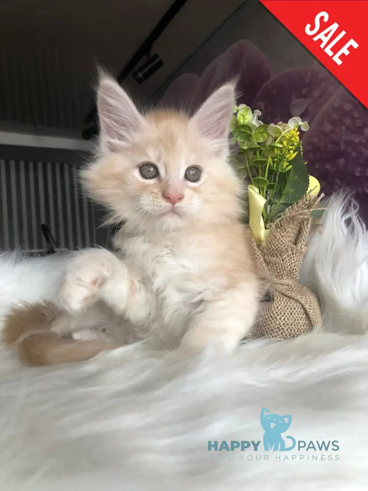 Wings Maine Coon male cream silver - live animals