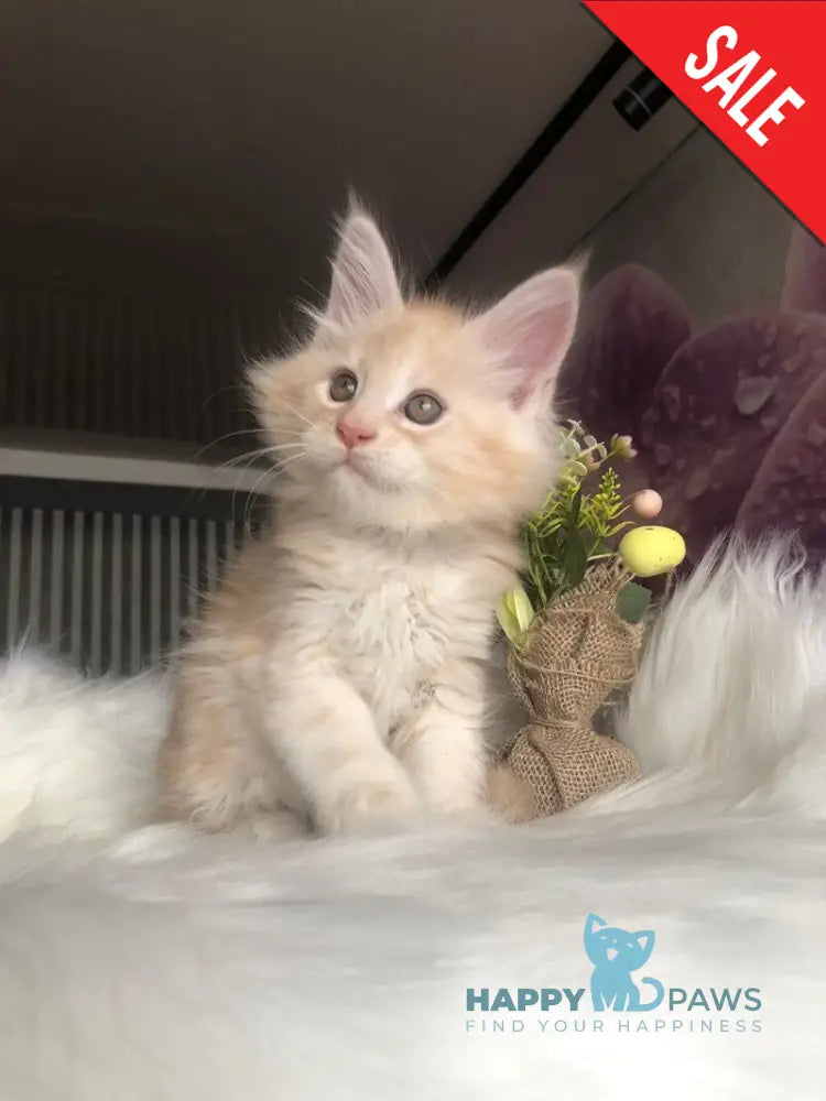 Wings Maine Coon male cream silver - live animals