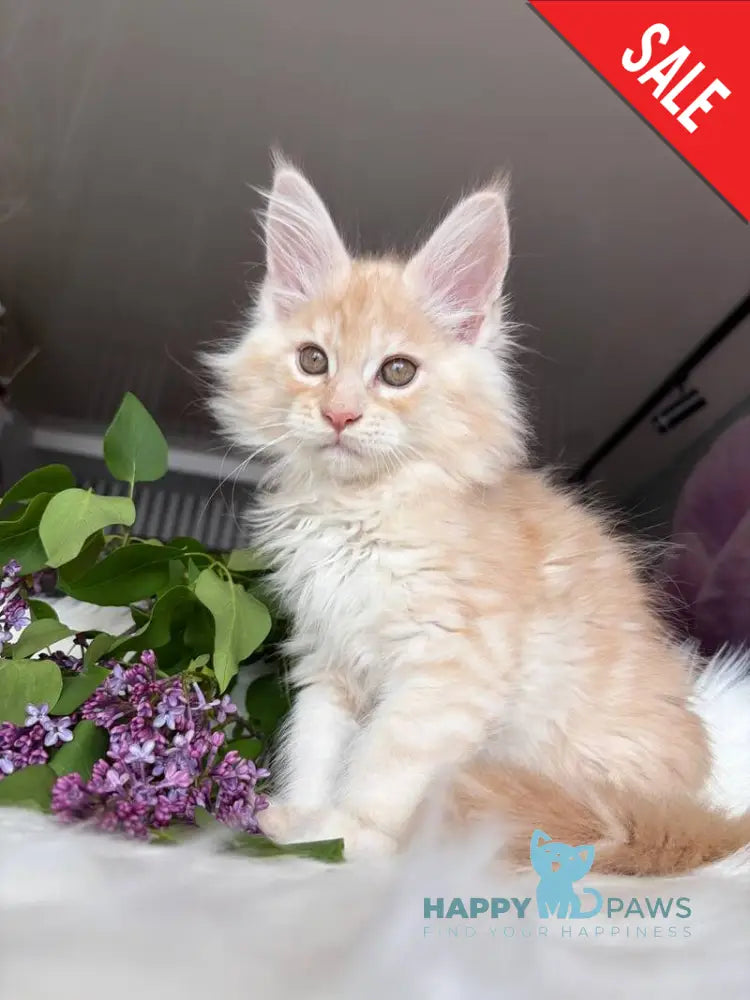 Wings Maine Coon male cream tabby - live animals