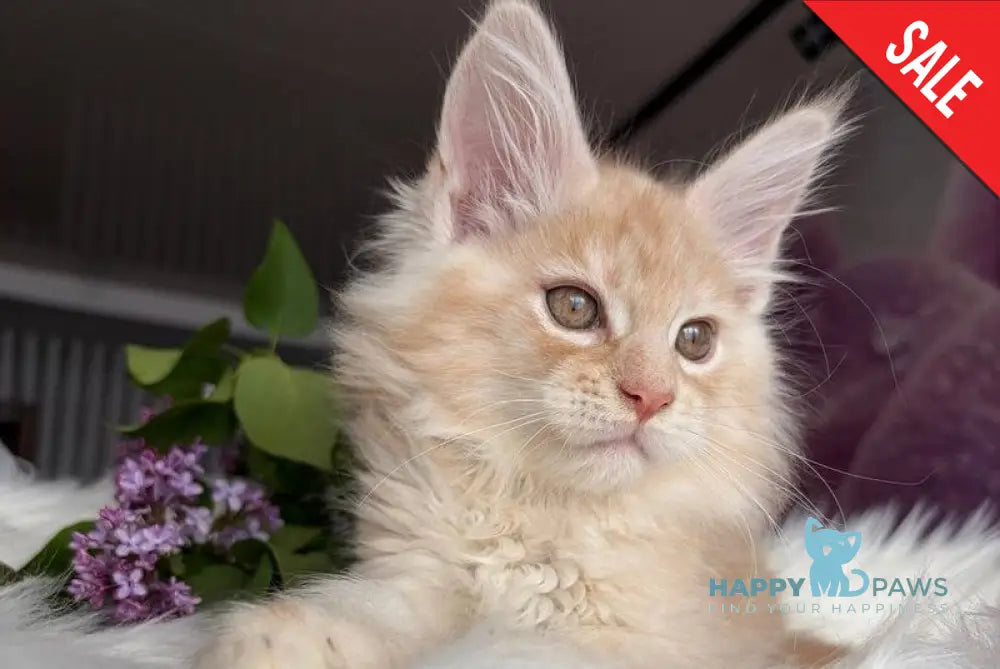 Wings Maine Coon male cream tabby - live animals