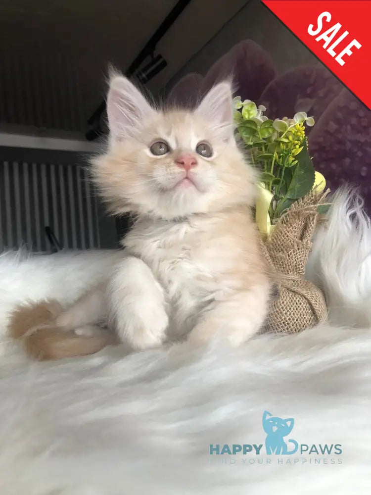 Wings Maine Coon male cream silver - live animals