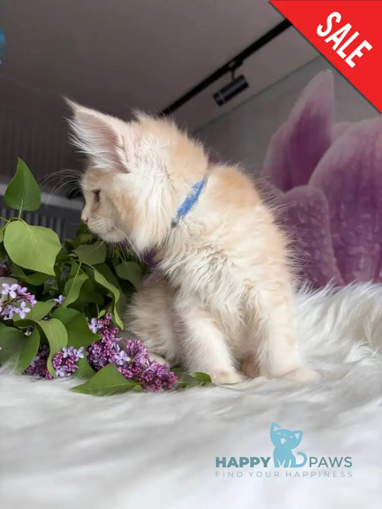 Wings Maine Coon male cream tabby - live animals