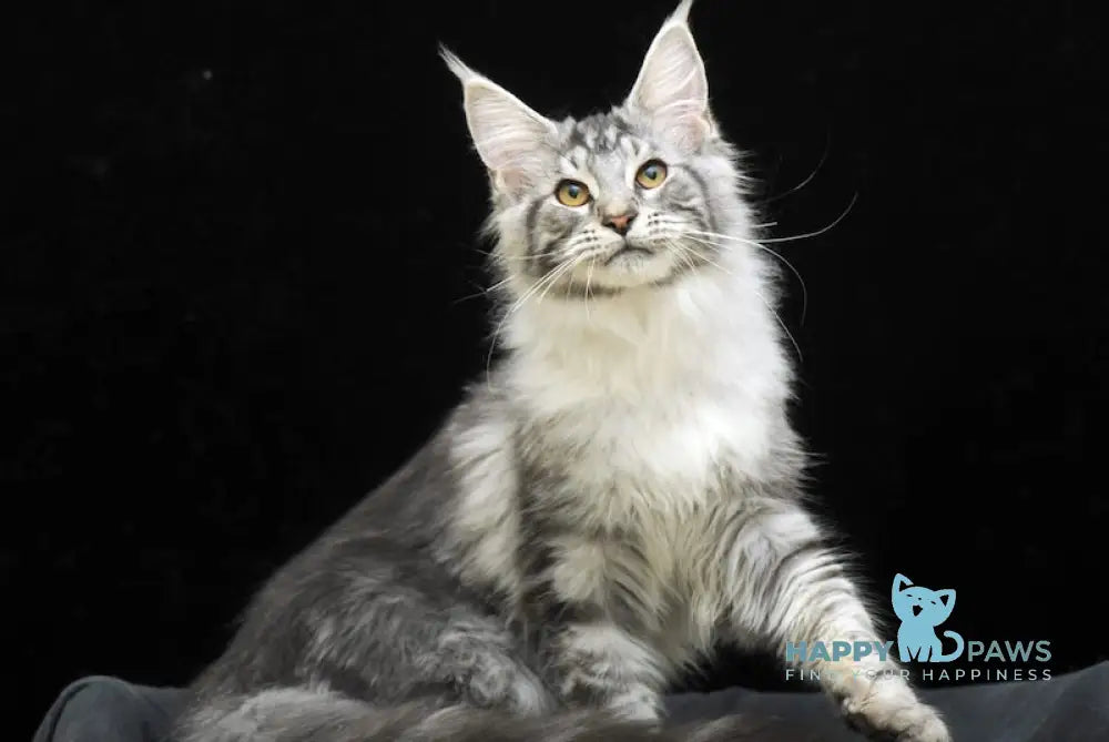 Wink Maine Coon Male Black Silver Tabby Live Animals