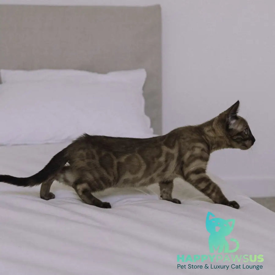 Wіnky Bengal female black amber spotted tabby pointed - live animals