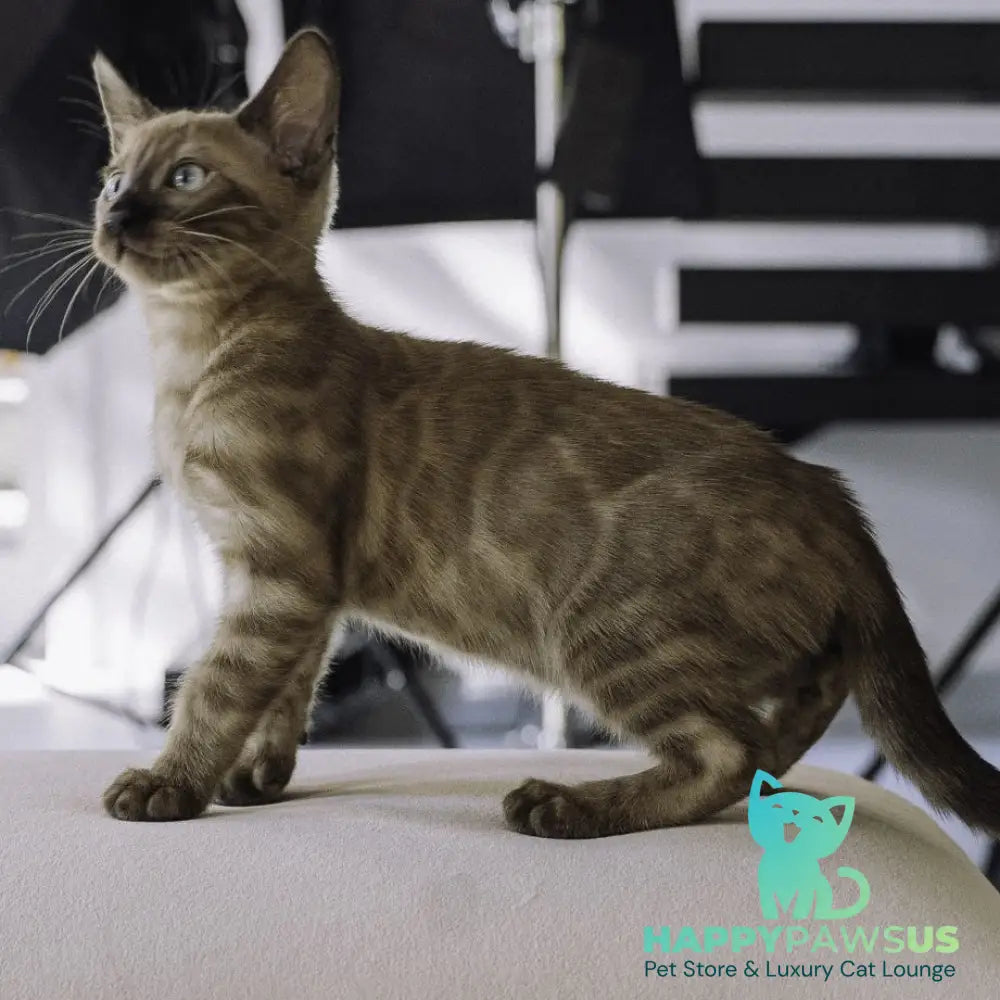 Wіnky Bengal female black amber spotted tabby pointed - live animals