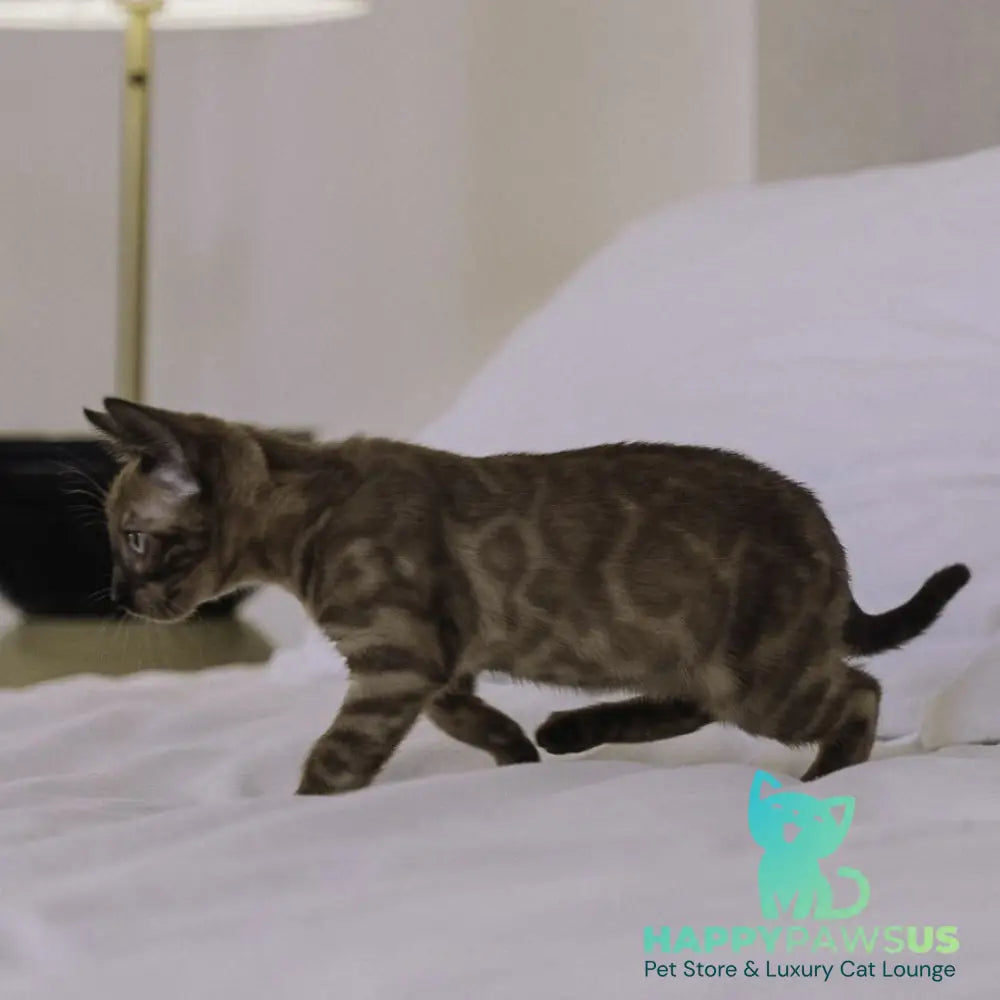 Wіnky Bengal female black amber spotted tabby pointed - live animals