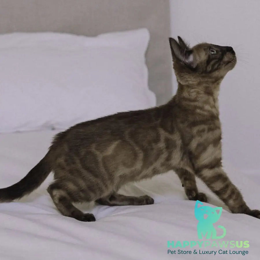 Wіnky Bengal female black amber spotted tabby pointed - live animals