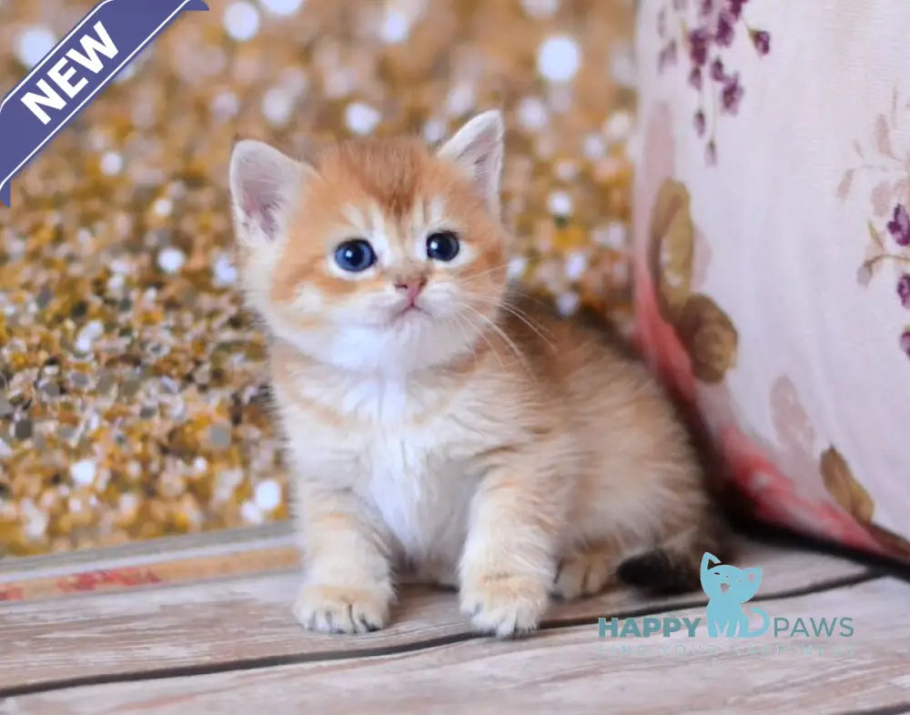 Winky British Shorthair male black golden shaded live animals