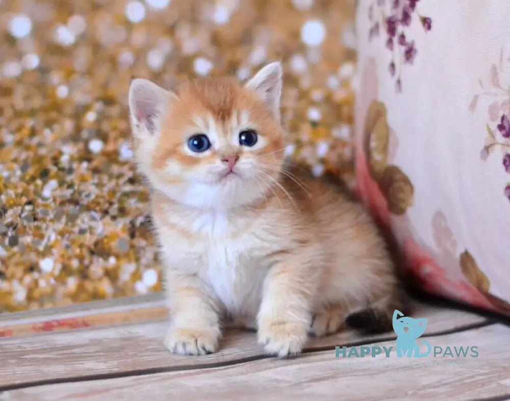 Winky British Shorthair male black golden shaded live animals