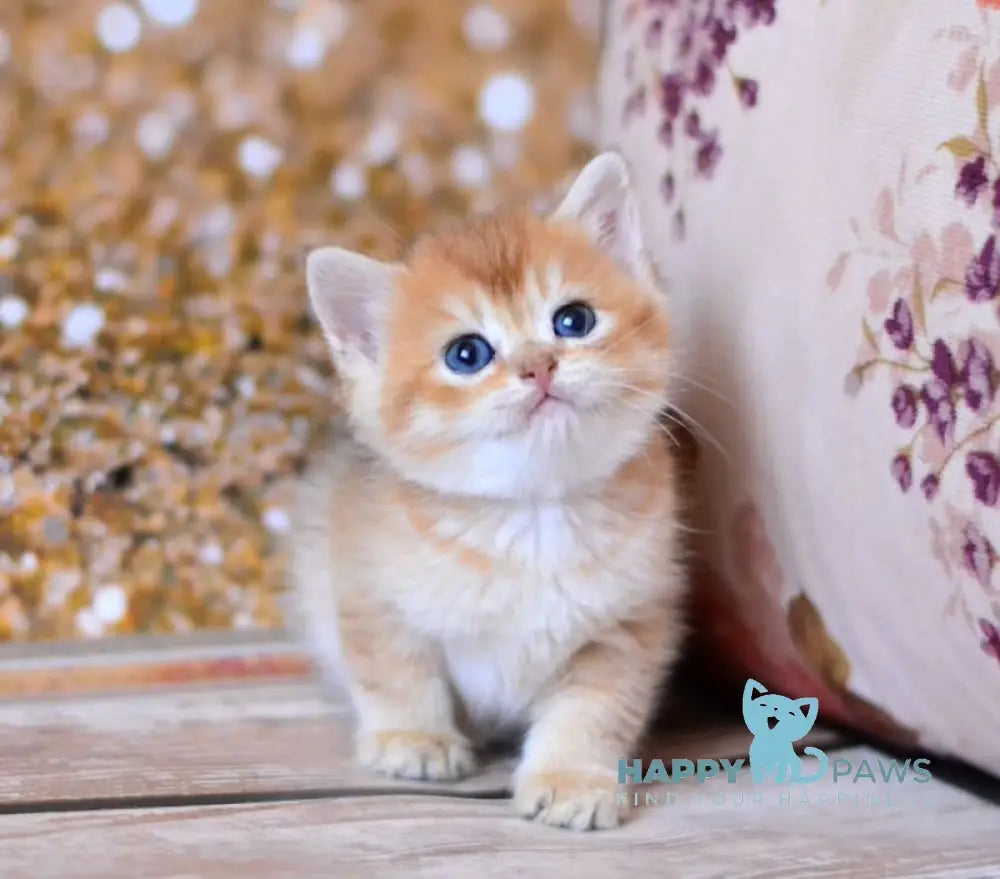 Winky British Shorthair male black golden shaded live animals