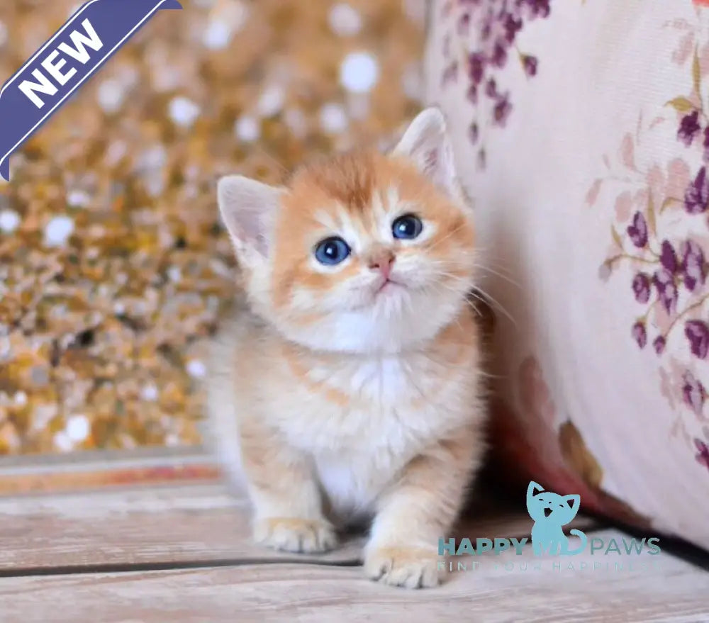 Winky British Shorthair male black golden shaded live animals