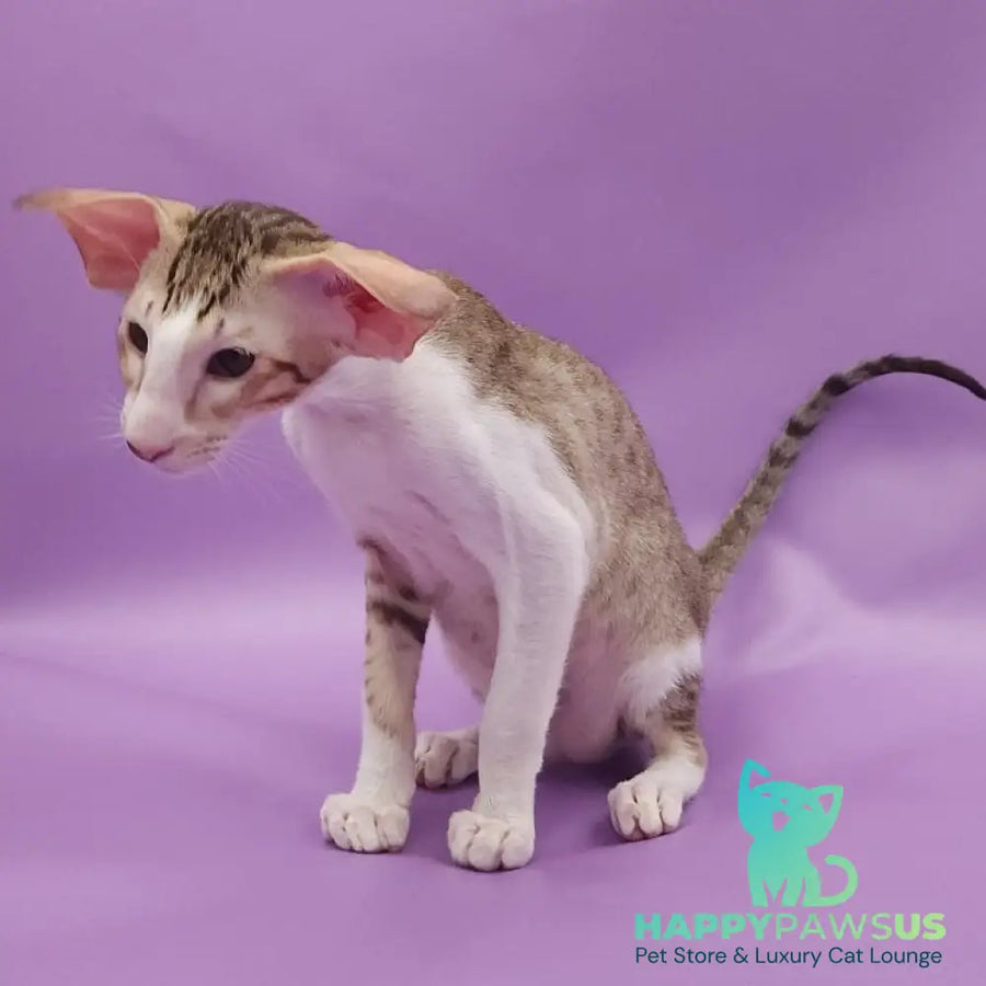 Winner Oriental Shorthair male cinnamon spotted tabby bicolour - live animals