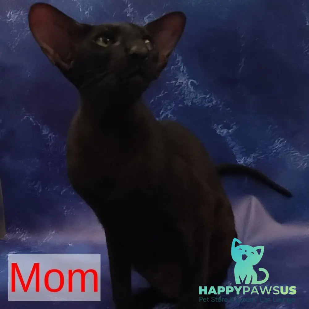 Winner Oriental Shorthair male cinnamon spotted tabby bicolour - live animals