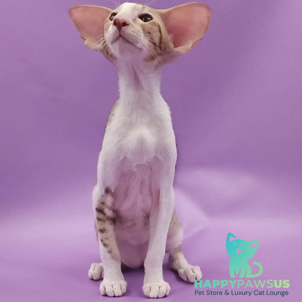 Winner Oriental Shorthair male cinnamon spotted tabby bicolour - live animals