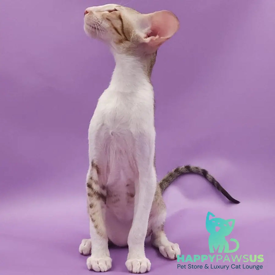 Winner Oriental Shorthair male cinnamon spotted tabby bicolour - live animals