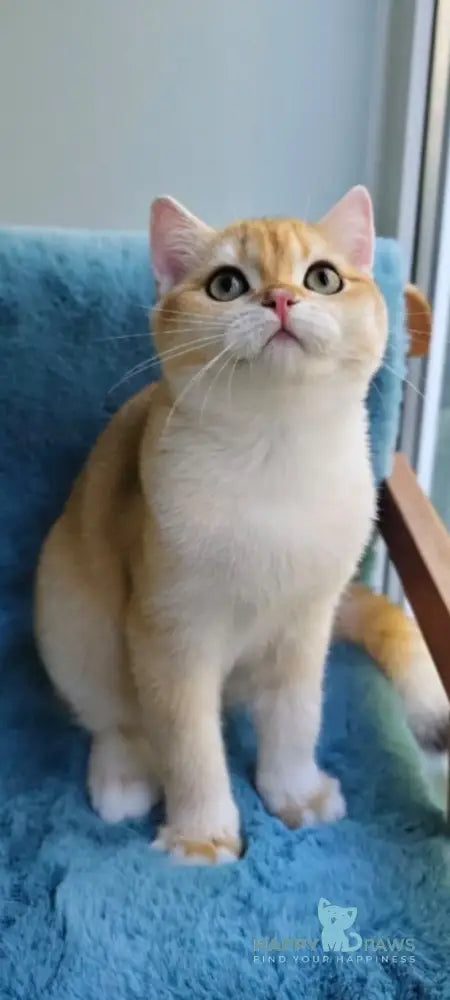 Winnie British Shorthair male black golden chinchilla live animals