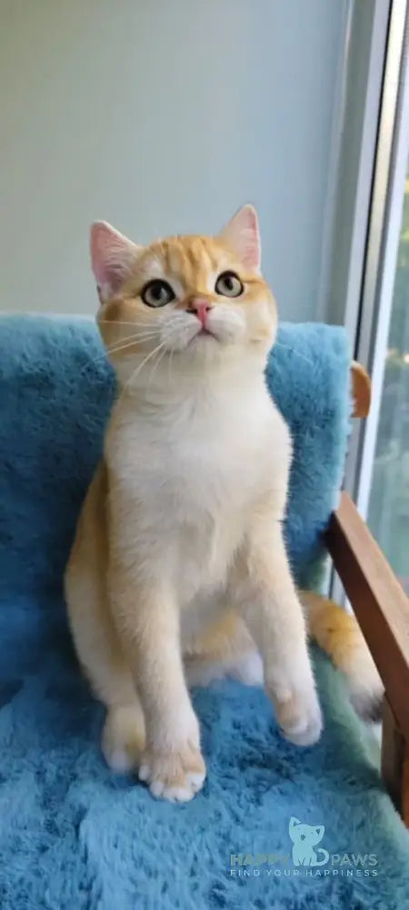 Winnie British Shorthair male black golden chinchilla live animals