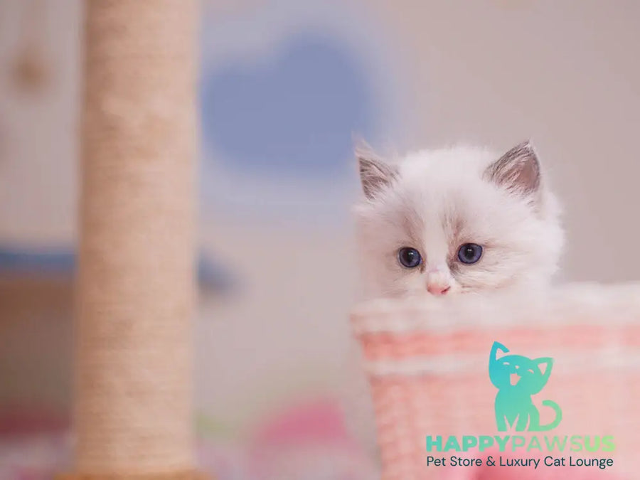Winnie Ragdoll female blue bicolour - live animals